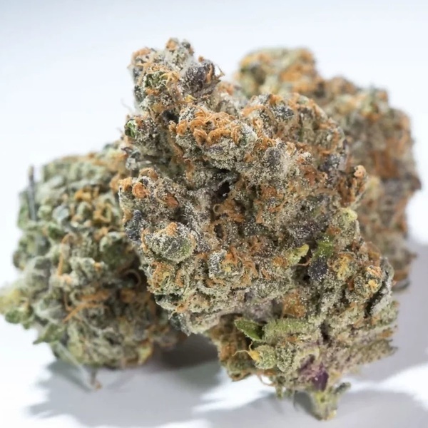 Glowstarz (Paradise Seeds) Feminisoidut