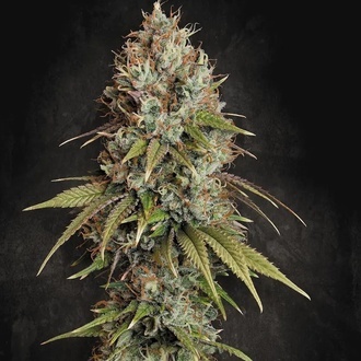 Highway 66 (Paradise Seeds) Feminisoidut