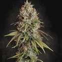Highway 66 (Paradise Seeds) Feminisoidut