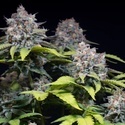 Highway 66 (Paradise Seeds) Feminisoidut