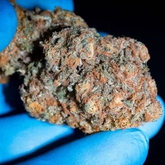 Highway 66 (Paradise Seeds) Feminisoidut