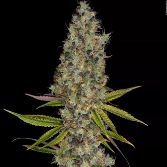 Rainbow Road (Paradise Seeds) feminisoitu