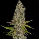 Rainbow Road (Paradise Seeds) Feminisoidut