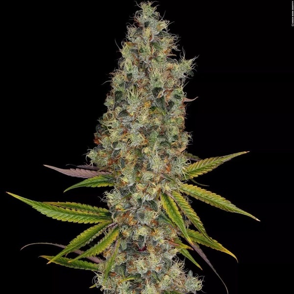 Rainbow Road (Paradise Seeds) Feminisoidut