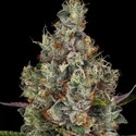Rainbow Road (Paradise Seeds) Feminisoidut