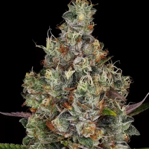 Rainbow Road (Paradise Seeds) Feminisoidut