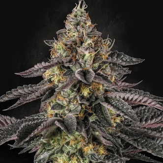 Sunset Paradise (Paradise Seeds) feminisoidut