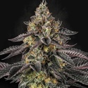 Sunset Paradise (Paradise Seeds) Feminisoidut