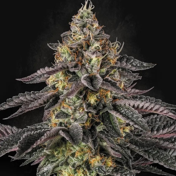 Sunset Paradise (Paradise Seeds) Feminisoidut