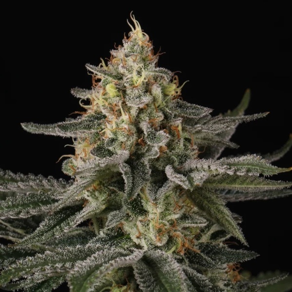 Sunset Paradise (Paradise Seeds) Feminisoidut