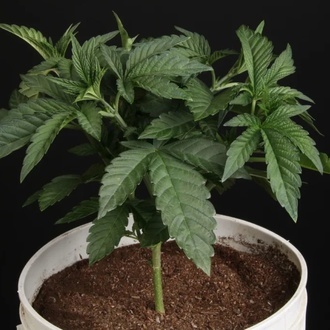 Sunset Paradise (Paradise Seeds) Feminisoidut