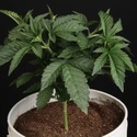 Sunset Paradise (Paradise Seeds) Feminisoidut