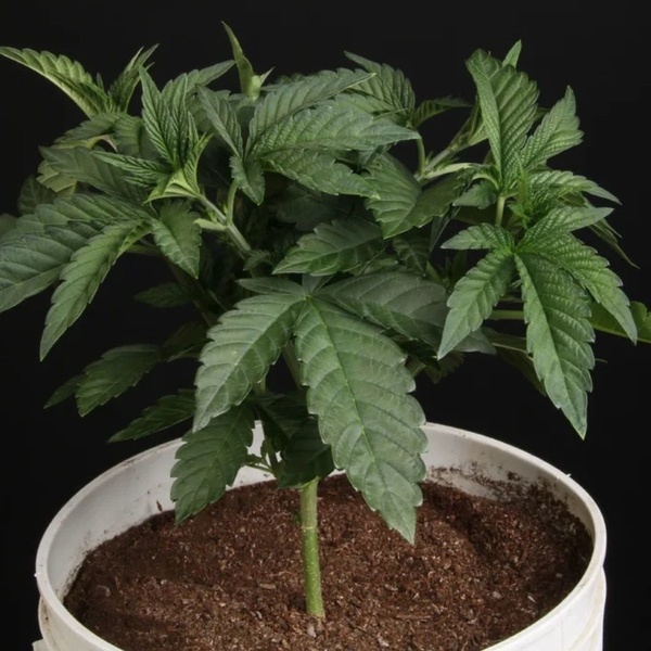 Sunset Paradise (Paradise Seeds) Feminisoidut