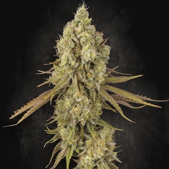 Tangerine Sorbet (Paradise Seeds) feminisoidut
