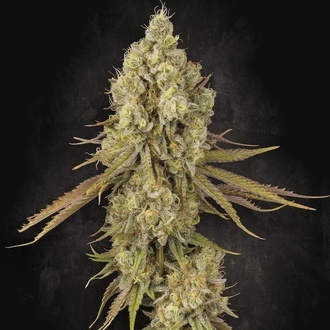 Tangerine Sorbet (Paradise Seeds) Feminisoidut