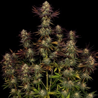 Tangerine Sorbet (Paradise Seeds) Feminisoidut