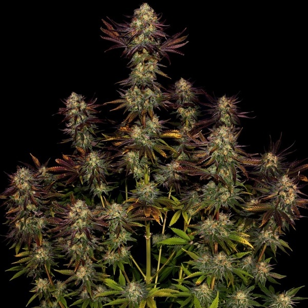 Tangerine Sorbet (Paradise Seeds) Feminisoidut