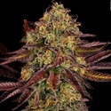 Tangerine Sorbet (Paradise Seeds) Feminisoidut