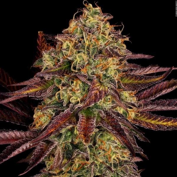 Tangerine Sorbet (Paradise Seeds) Feminisoidut