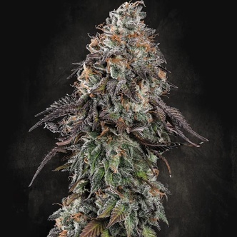 White Noise (Paradise Seeds) feminisoidut kannabiksen siemenet