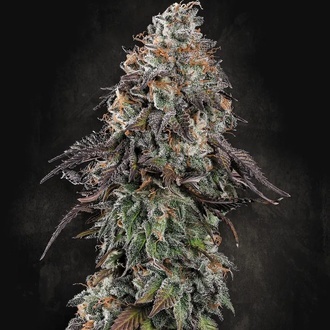 White Noise (Paradise Seeds) Feminisoidut