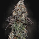 White Noise (Paradise Seeds) Feminisoidut