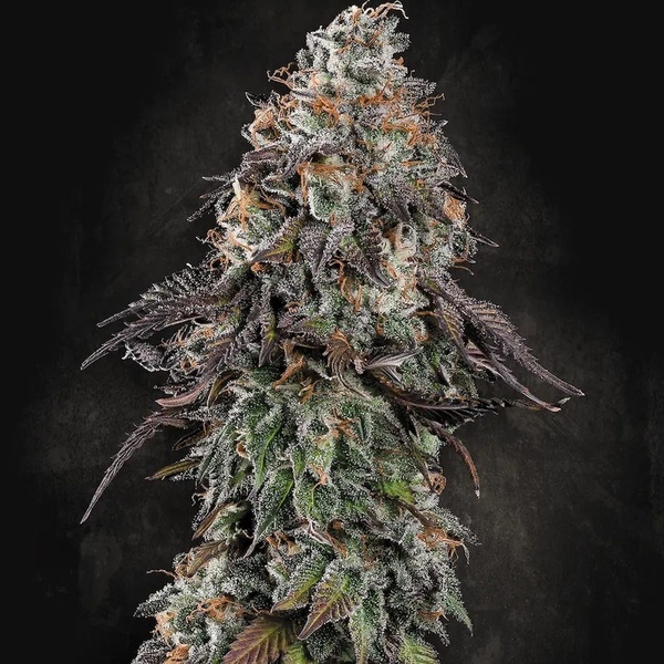 White Noise (Paradise Seeds) Feminisoidut