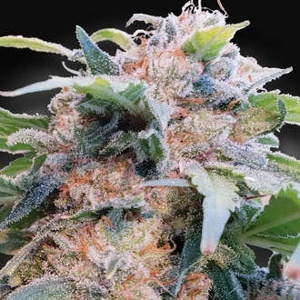 CBDream (Paradise Seeds) Feminisoidut