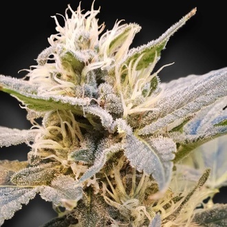 CBDelight (Paradise Seeds) Feminisoidut