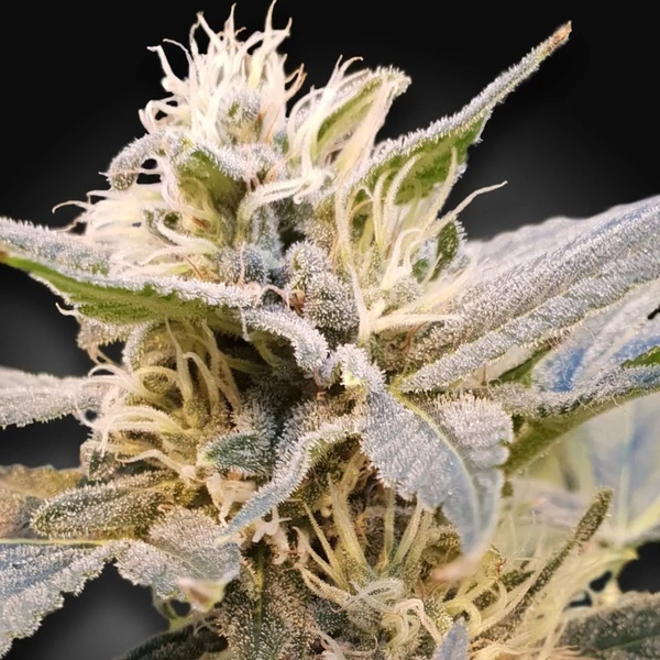 CBDelight (Paradise Seeds) Feminisoidut
