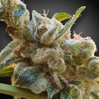 CBDrelax (Paradise Seeds) feminisoitu