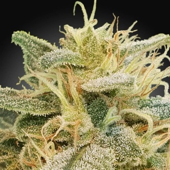 CBDrelief (Paradise Seeds) feminisoidut