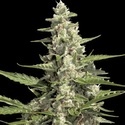 Pandora Auto (Paradise Seeds) Feminisoidut