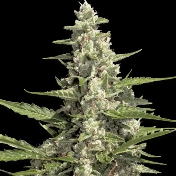 Pandora Auto (Paradise Seeds) Feminisoidut