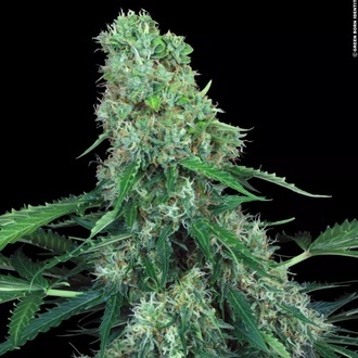 Pandora Auto (Paradise Seeds) Feminisoidut