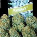 Pandora Auto (Paradise Seeds) Feminisoidut