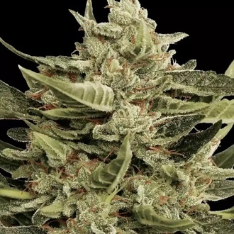 Vertigo Auto (Paradise Seeds) Feminisoidut
