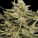 Vertigo Auto (Paradise Seeds) Feminisoidut