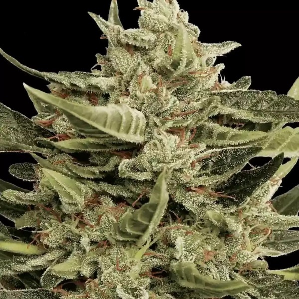 Vertigo Auto (Paradise Seeds) Feminisoidut