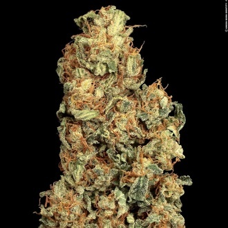 Vertigo Auto (Paradise Seeds) Feminisoidut