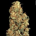 Vertigo Auto (Paradise Seeds) Feminisoidut