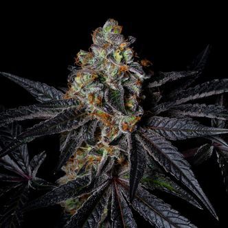 Diamond Dust (Pure Instinto) feminisoitu