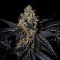 Diamond Dust (Pure Instinto) Feminisoidut