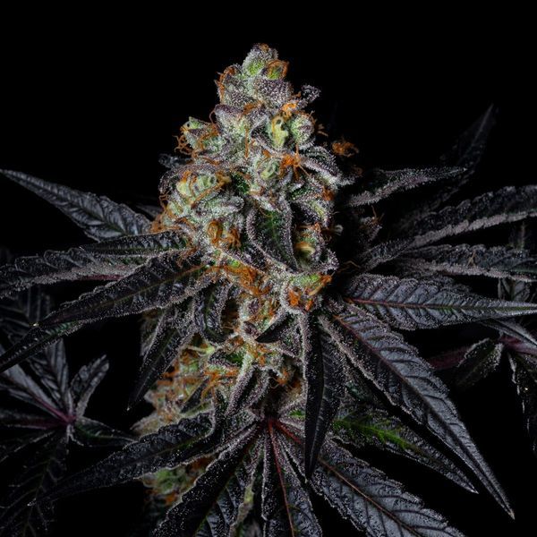 Diamond Dust (Pure Instinto) Feminisoidut