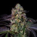 Kushmallow (Pure Instinto) Feminisoidut
