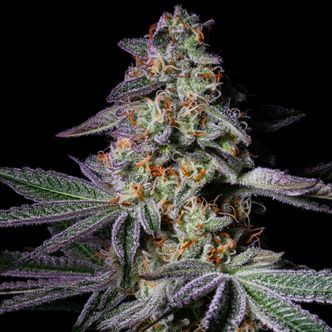 Pure Glitter (Pure Instinto) feminisoidut kannabiksen siemenet