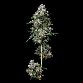 Kosher Kush (DNA Genetics) feminisoidut kannabiksen siemenet