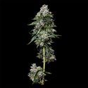 Kosher Kush (DNA Genetics) Feminisoidut