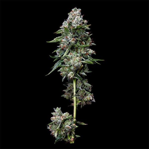 Kosher Kush (DNA Genetics) Feminisoidut