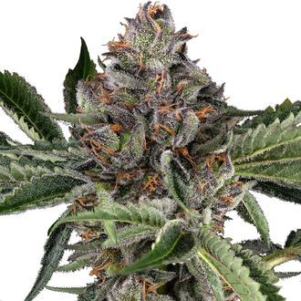Papaya Jealousy (Sensi Seeds) Feminisoidut